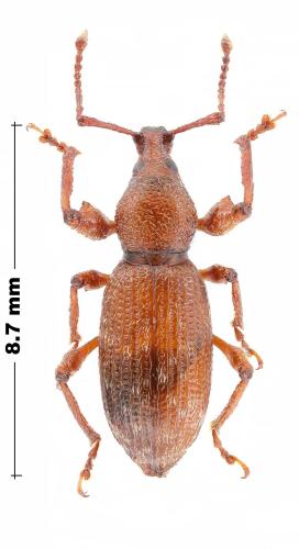 Réf. 317 648 : Otiorhynchus jovis